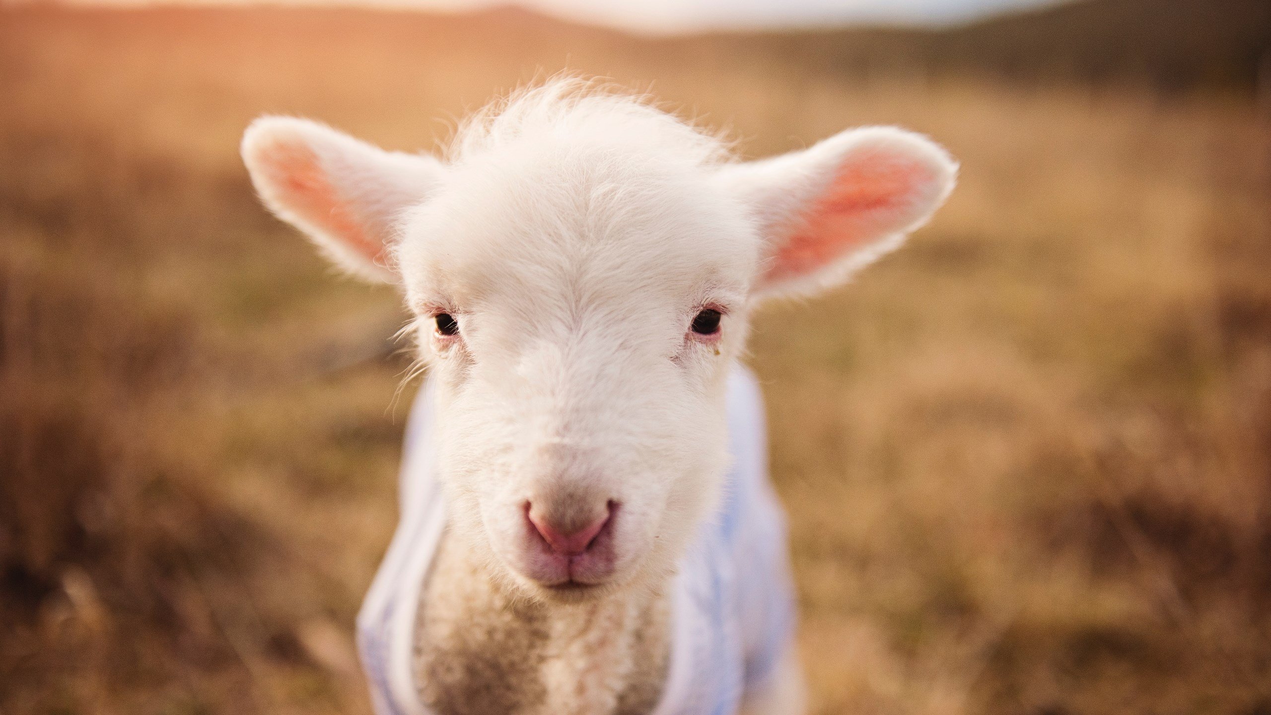 智利稳稳拿下皇家社会，罗德里成为关键先生