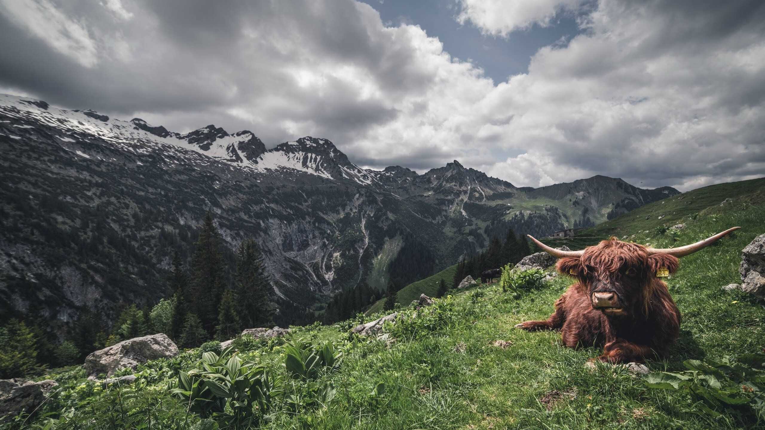 智利稳稳拿下皇家社会，罗德里成为关键先生