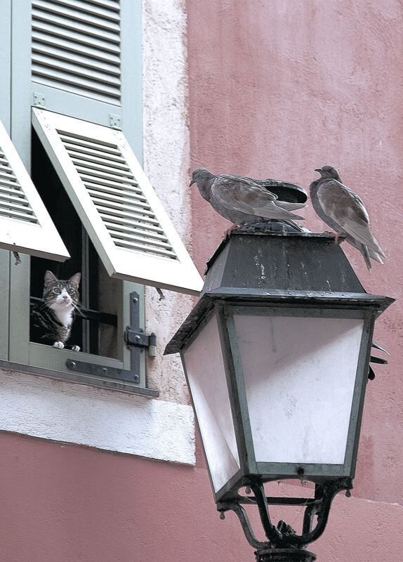 当委内瑞拉粉碎挪威,哈兰德在东决关键战的降维打击